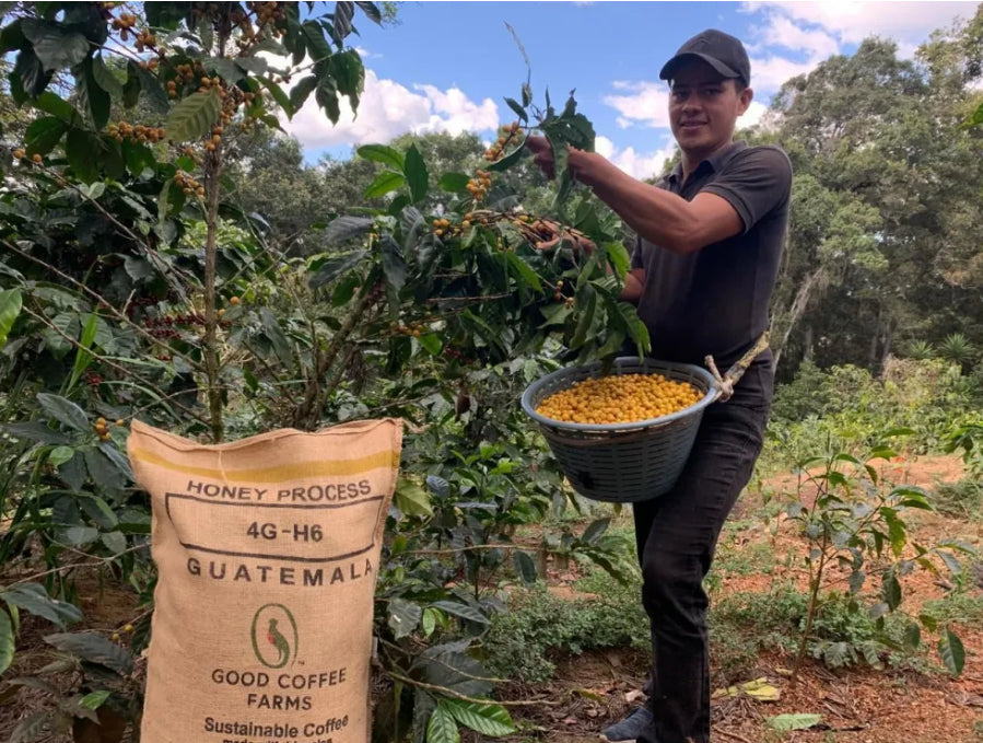 Guatemala-ナランハレス