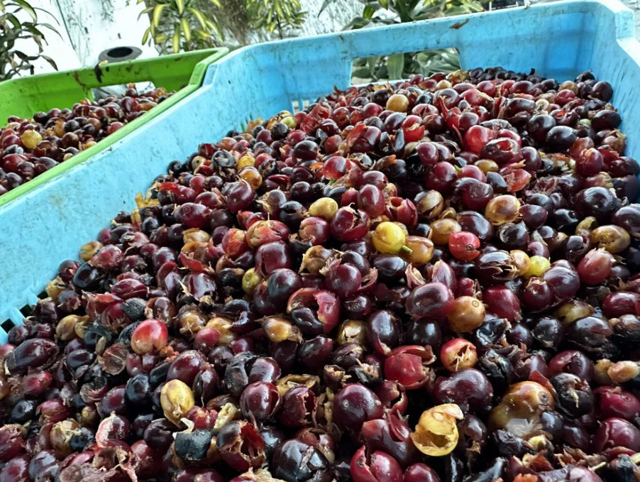 Guatemala-ナランハレス